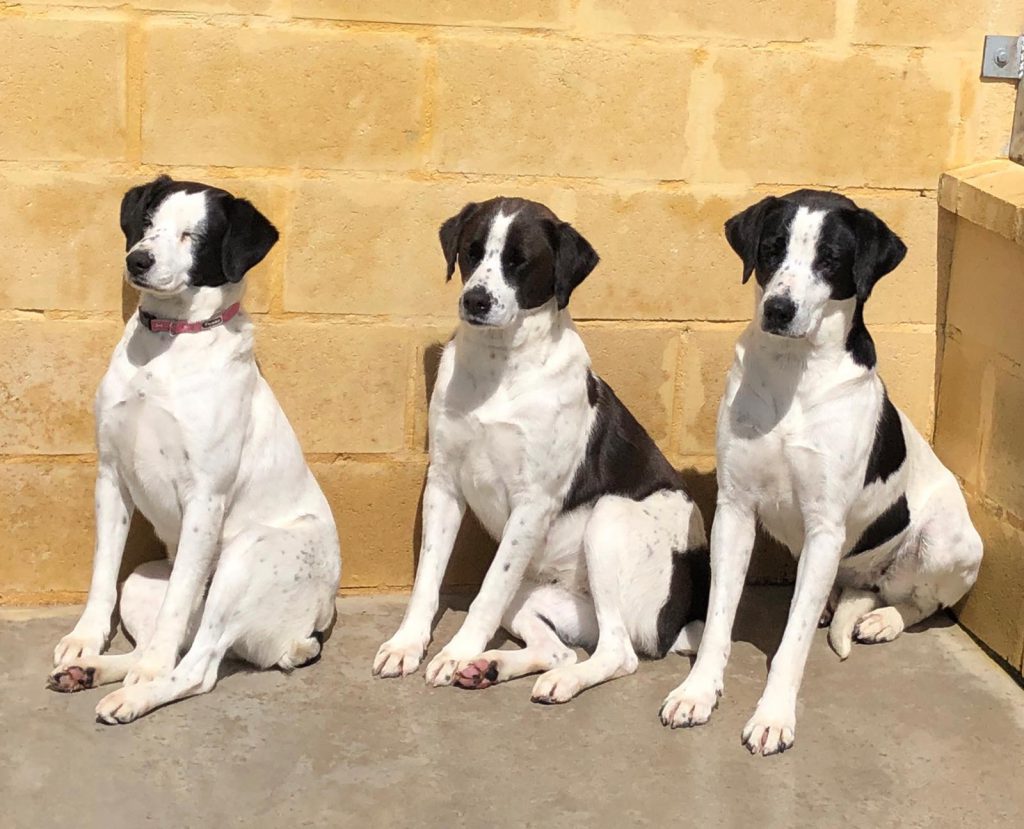 About Us - Spanish Stray Dogs
