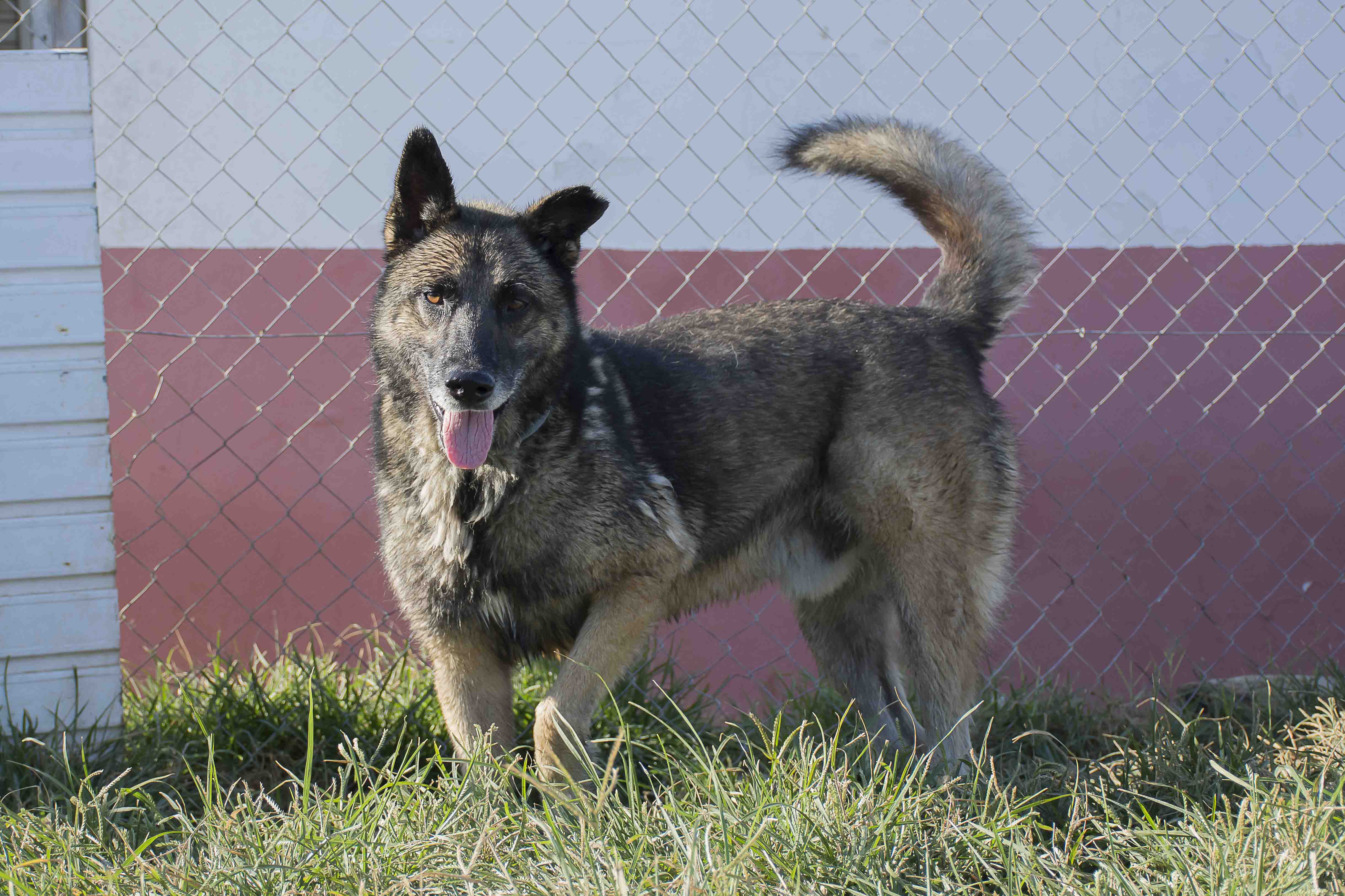 kevin-spanish-stray-dogs