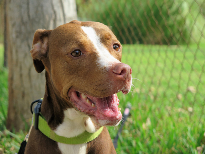 nena-spanish-stray-dogs