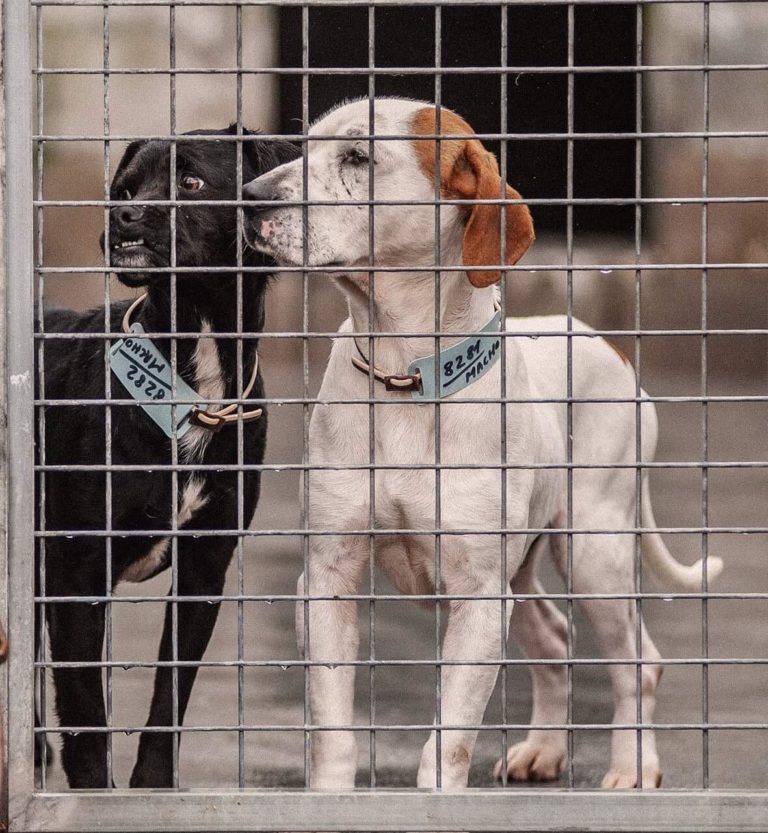 Adopting a dog from abroad. Why? Spanish Stray Dogs