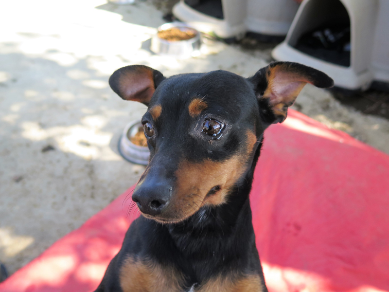 Min pin best sale puppies for adoption