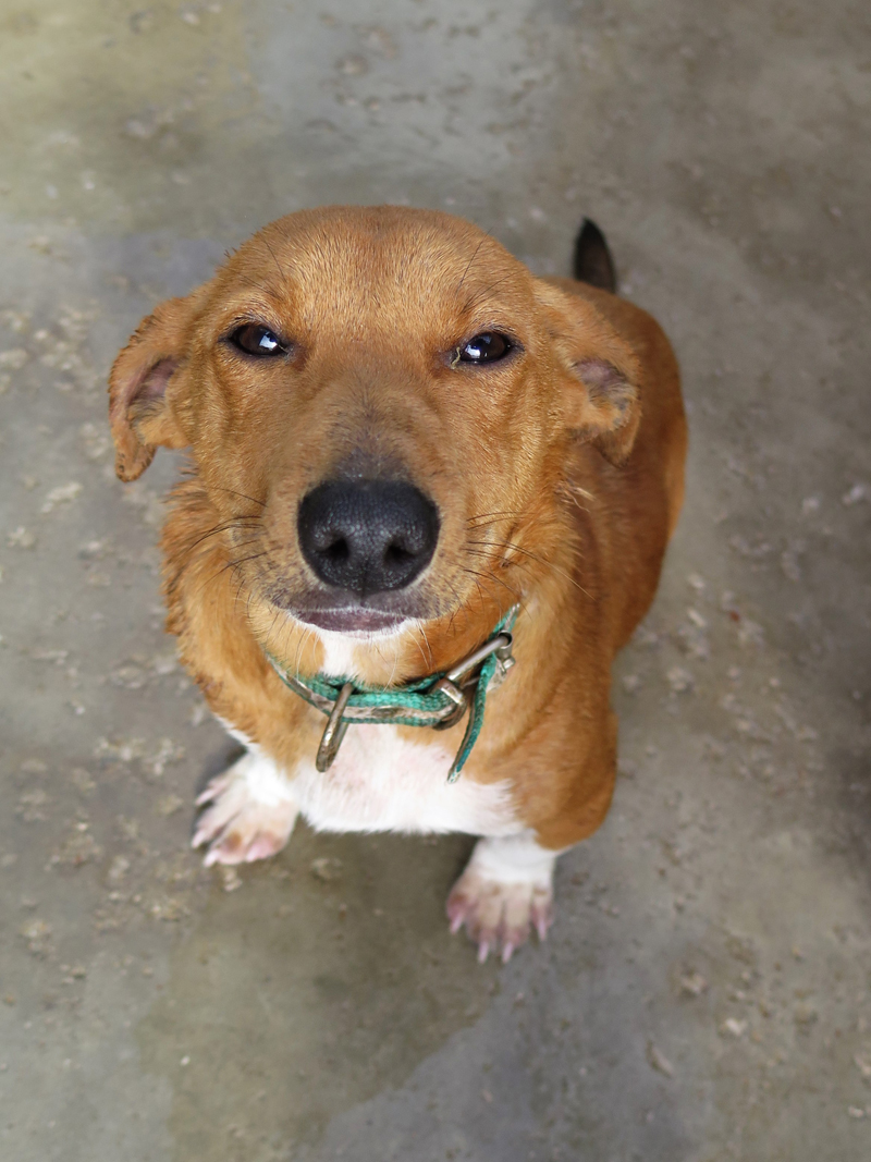 Adopting a Spanish stray dog: A comprehensive How-to Guide - Spanish ...