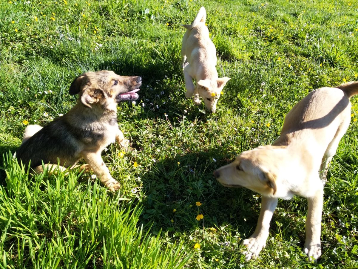 A spanish dog looking for love from an adopter - Spanish Stray Dogs
