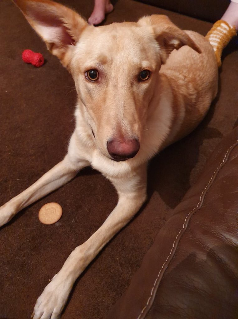 are bananas good for the galician shepherd dog