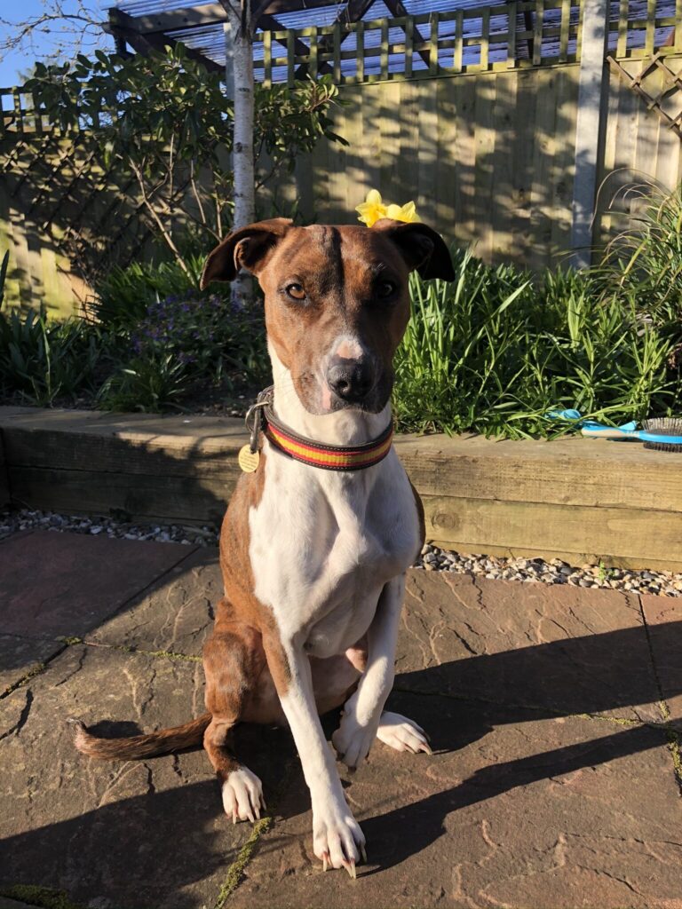 Home Page - Spanish Stray Dogs