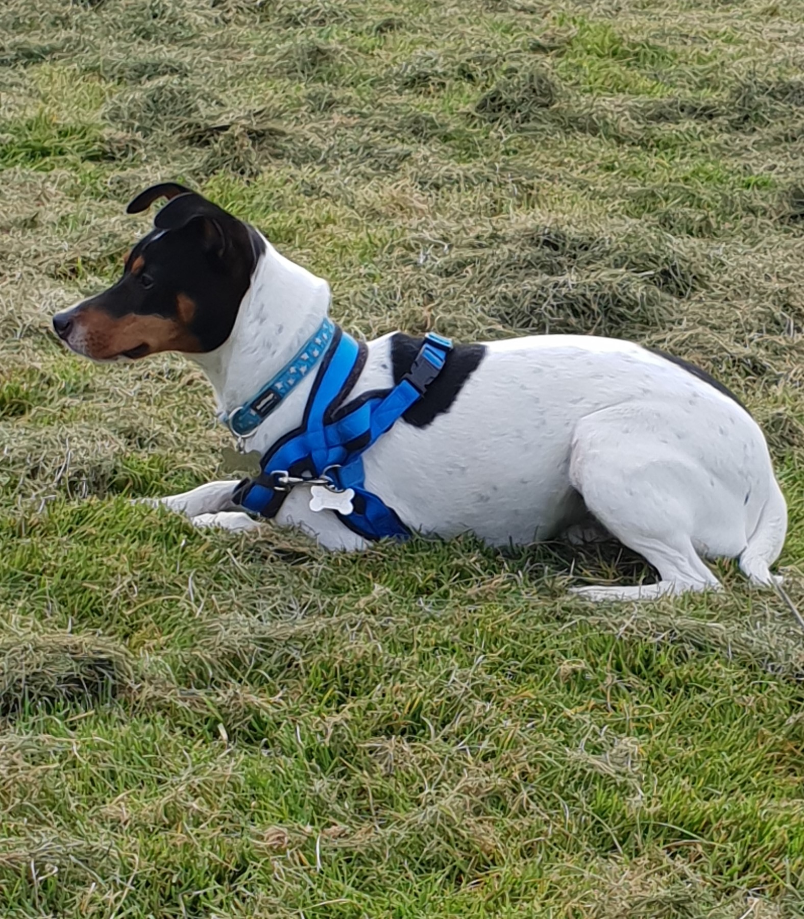 The Foster Interview Helping Spanish Stray Dogs Spanish Stray Dogs