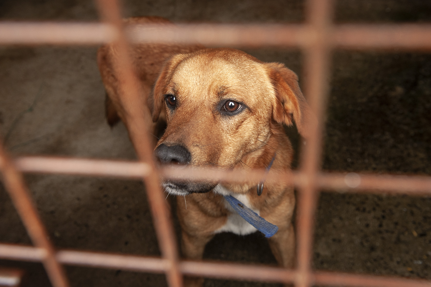 ADRIAN - Spanish Stray Dogs