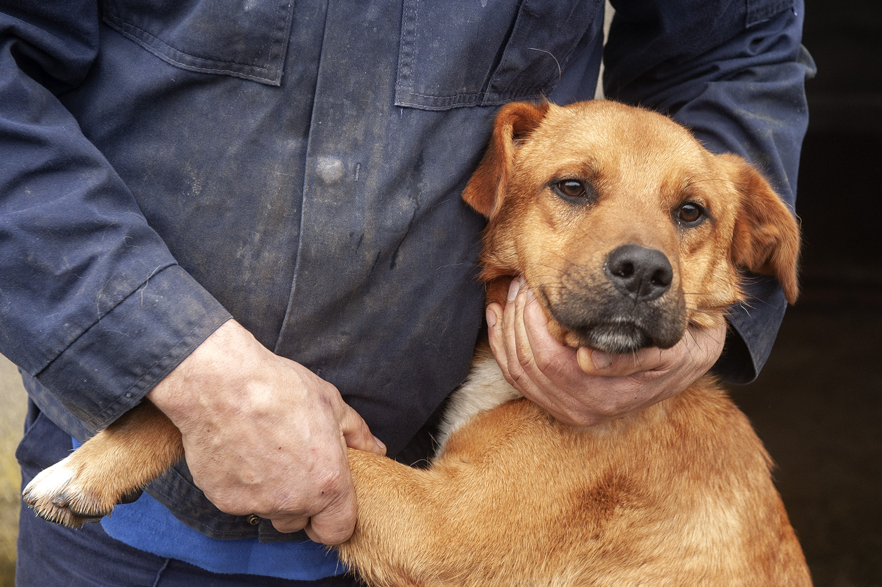 ADRIAN - Spanish Stray Dogs
