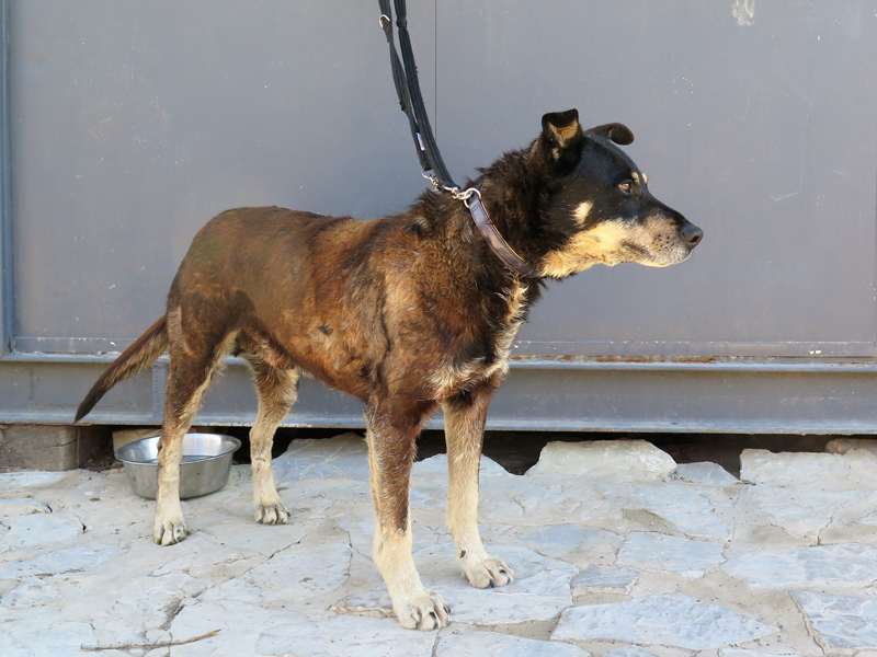 Chori Spanish Stray Dogs