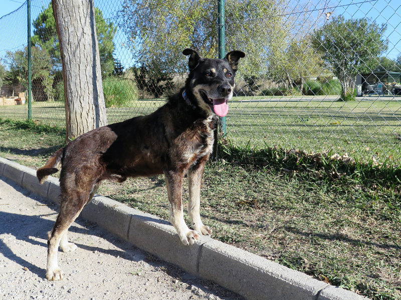 Chori Spanish Stray Dogs