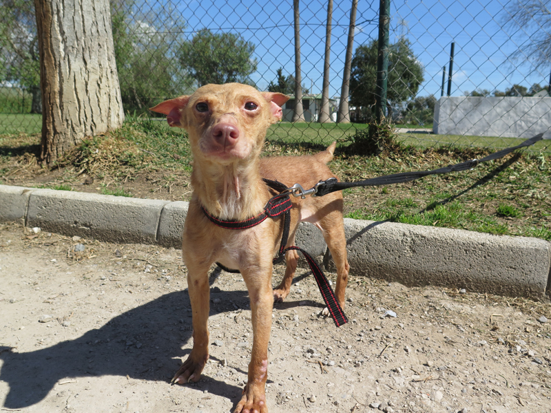 Fresita Spanish Stray Dogs