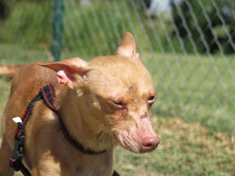 Fresita Spanish Stray Dogs