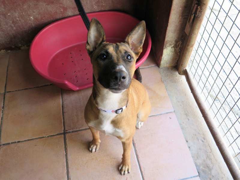 bala-spanish-stray-dogs