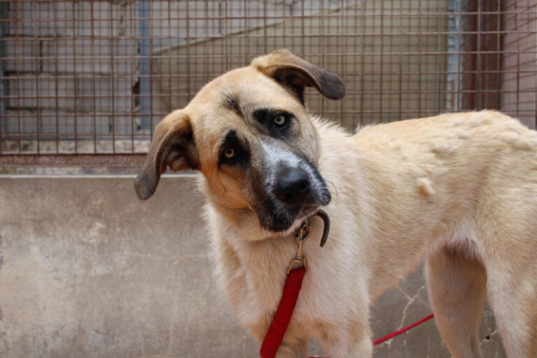 Meet Our Dogs - Spanish Stray Dogs