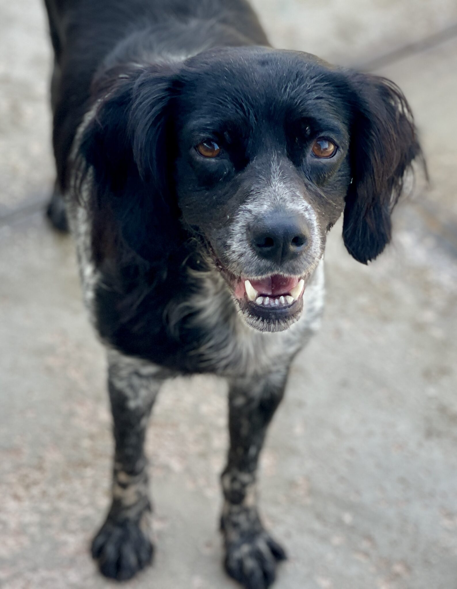 Hade - Spanish Stray Dogs